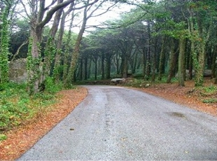The forest around